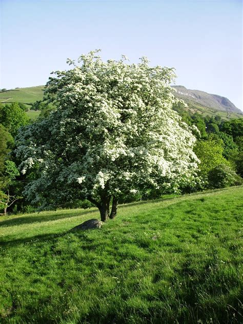 Letztere haben den unterschied zwischen formaler und informaler organisationsstruktur entdeckt. Die besten 25+ Hawthorne tree Ideen auf Pinterest ...