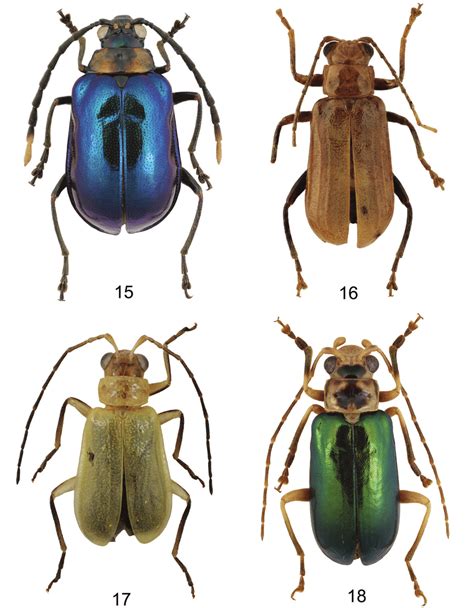 Habitus Of Type Specimens 15 Aplosonyx Geiseri Sp Nov Holotype