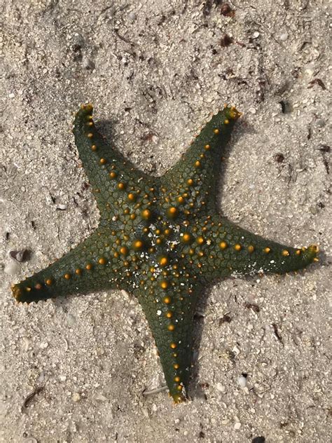 Green Sea Star Green Stars Amazing