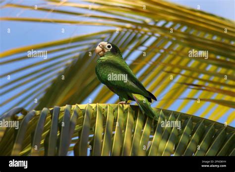 Parrot In A Palm Tree Punta Cana Dominican Republic Stock Photo Alamy