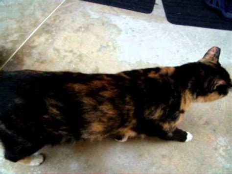 No, a calico is white, orange and black. Calico Cat (Black-Orange-White) - YouTube