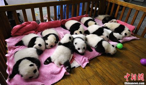 12 Newborn Panda Cubs Make Debut In Chengdu Cn