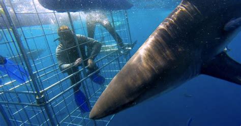 Fra Durban Shark Cage Diving Experience Getyourguide