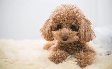 Poodle Names 450 Perfect Popular And Pretty Names For Poodles All