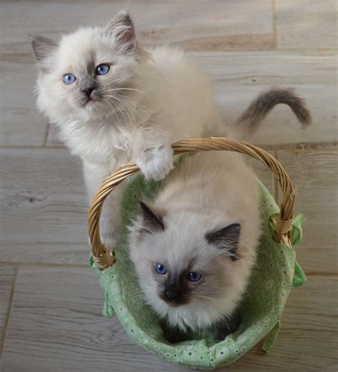 Discover The Beauty Of The Ragdoll Cat Hubpages