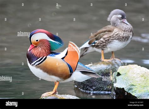 Colorful Duck Mandarin Duck Aix Galericulata Standing On The Rock
