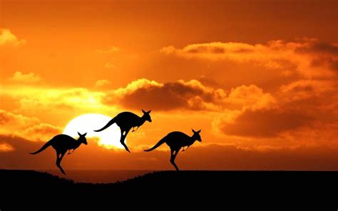 Kangaroos In The Outback In Central Australia At Sunset Kangaroo