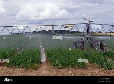 Briggs Irrigation System Watering A Crop Of Onions Butley Suffolk Uk