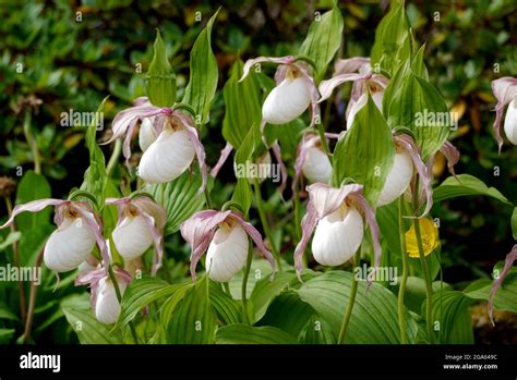 White Cypripedium Reginae Showy Ladys Slipper Orchids Grown In The