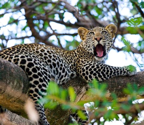Premium Photo Leopard Is Lying On A Tree And Yawns