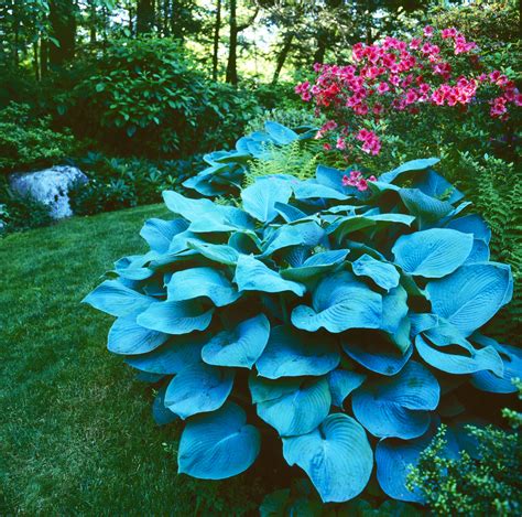 Which Hostas Can Grow In The Sun