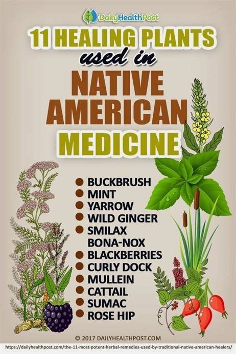 using herbs and plants for medical use is nothing new native americans used them for thousands