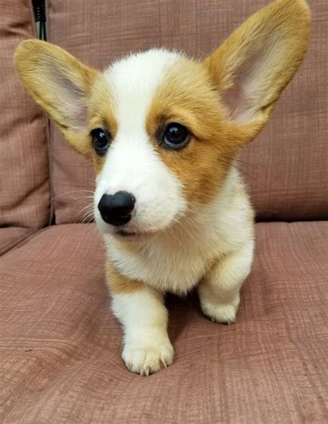 It's also free to list your available puppies and litters on our site. Corgi Puppies For Sale | Sacramento, CA #289118 | Petzlover