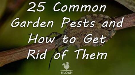 25 Common Garden Pests And How To Get Rid Of Them • New Life On A