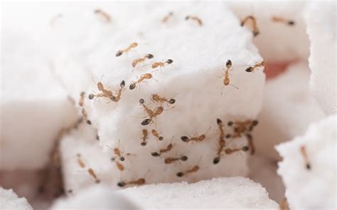 Maybe you would like to learn more about one of these? Blog - The Secret To Effective Sugar Ant Control Around ...