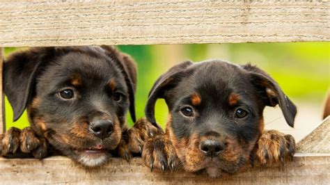 Rottweilers are people dogs who do not do well isolated from humans and life experiences. Rottweiler Puppies: Everything You Need to Know | The Dog ...