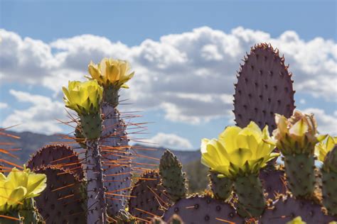 There, according to theophrastus, an edible plant grew which could be propagated by rooting its leaves. Department of the Interior is Wild for Wildflowers