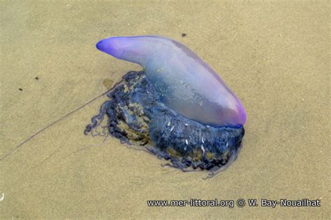 Photo Of Physalia Physalis Portuguese Man Of War