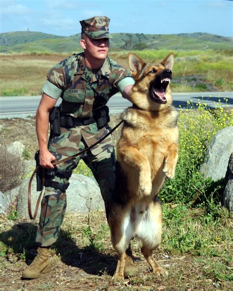 Sgt Adam Leigh Cann Semper Fi War Dog Military Dogs Military Working