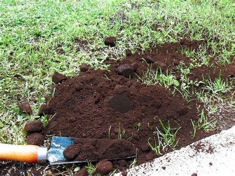 Coffee grounds can do wonders in your garden, not necessarily in the ways you would. 9 Great way to use Coffee grounds | How to use Coffee ...