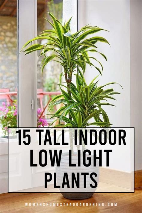 15 Tall Indoor Low Light Plants Tall Indoor Plants Decor Low Light