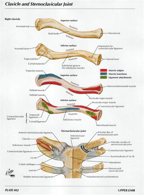Clavicle Sternoclavicular Joint Diagram Quizlet
