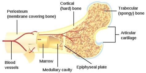 Difference Between Spongy Bone And Compact Bone Biology Dictionary