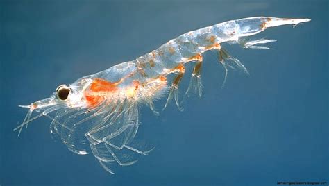 Small Crustaceans Amazing Wallpapers