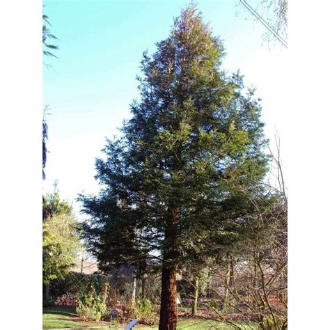 Sequoia Sempervirens Coastal Redwood