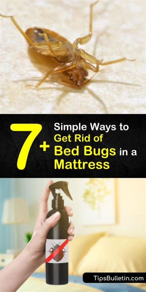 7 Simple Ways To Get Rid Of Bed Bugs In A Mattress