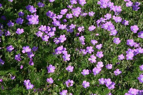 Check spelling or type a new query. Geranium magniflorum | La Veta Lace® Geranium | Hardy ...