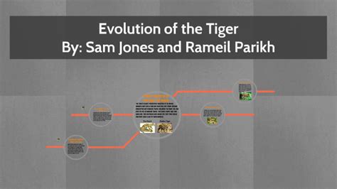 Evolution Of The Tiger By Sam Jones