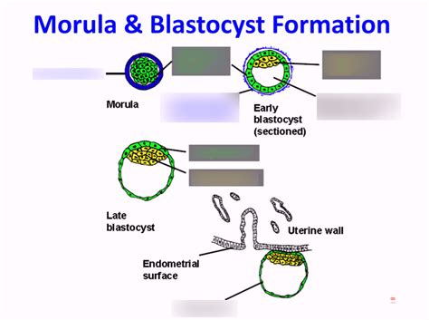 Morula And Blastocyst Formation Diagram Quizlet