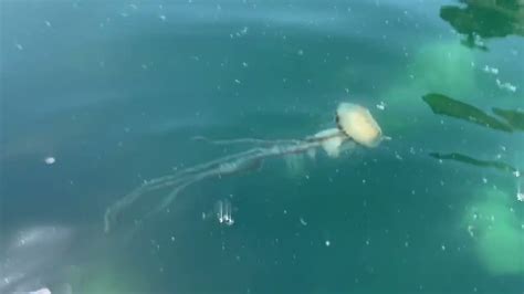 Compass Jellyfish Off Newgale Beach Youtube