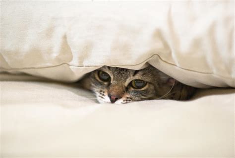 Cat Hiding Under Pillow On Bed Photograph By Navid Baraty Getty Images