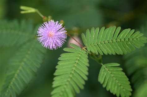 How To Grow And Care For Sensitive Plant