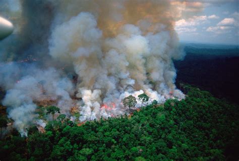 Fires Destroy Rainforests Rainforest Trust