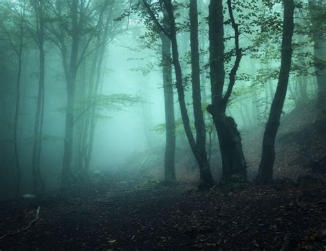 Premium Photo Mysterious Dark Old Forest In Fog
