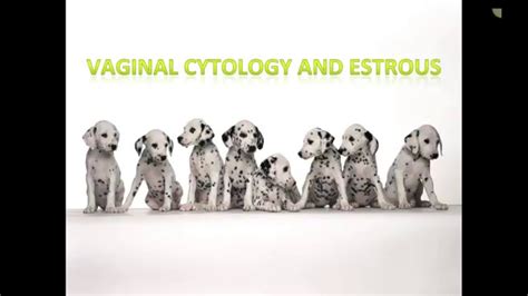 Vaginal Cytology And Canine Estrous Cycle Veterinary Technician