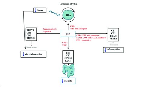 Ibs Features Modulated By Ecs Schematic Representation Of The