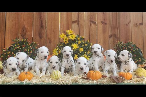 Alexander travis from the baker institute for animal. Ashley Evans - Dalmatian Puppies For Sale - Born on 09/15/2019