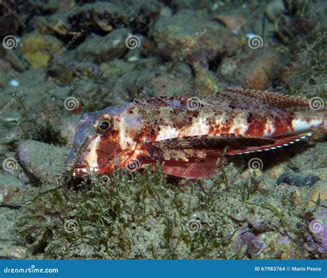 Gurnard Fish Swims Into The Sea Stock Photo Image Of Water Showing