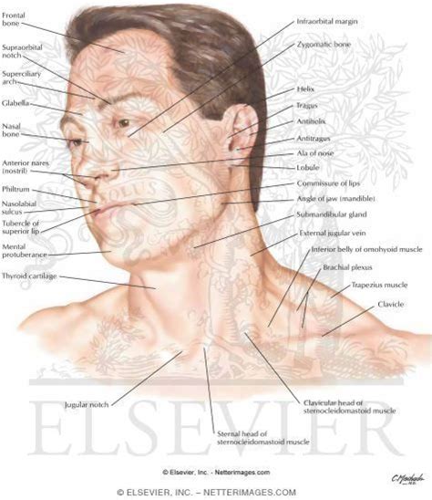 Head And Neck Surface Anatomy Face Anatomy Anatomy Skin Anatomy