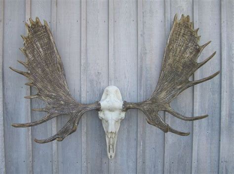 This is an easy, secure, and diy way to display your mounts without much cost and little complication. European Style Moose Antler Mount | European home decor ...