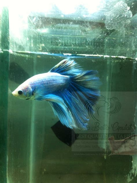 Jadi gini gan, ikan cupang itu memang banyak variasi warna jenis dan juga rupanya. Jual Cupang Fancy Koi Halfmoon Tangerang Bsd Pamulang ...