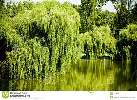 See 1 traveler review, 31 photos and blog posts. Willow tree lake stock photo. Image of reflexions, nature ...