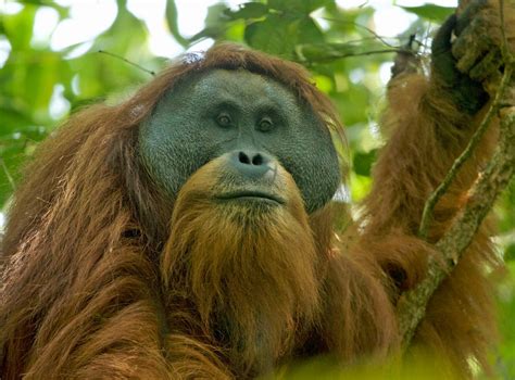 Endangered Orangutans Doomed To Extinction As Chinese Built Hydro Dam