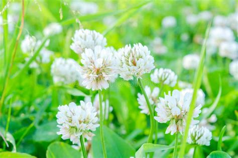 Attractive to both butterflies and hummingbirds, its colorful and abundant blooms are easy to grow in any region. White Clover Aka Trifolium Repens In Grass On Summer ...