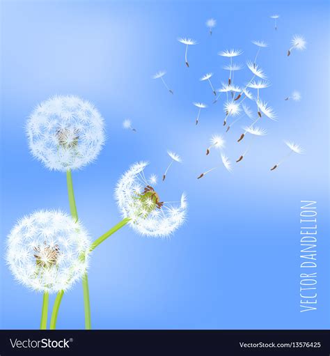 Dandelion Blowing In The Wind Drawing