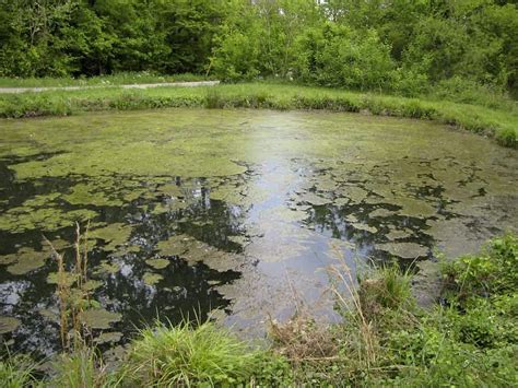 Algae - Invas BioSecurity - Ireland